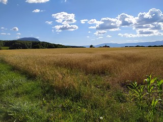 Le Salève et les montagnes au-dessus du genevois culture de blé au premier plan