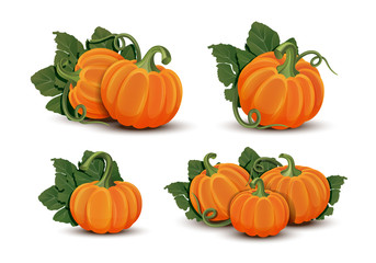 Pumpkins with leaves isolated on white background