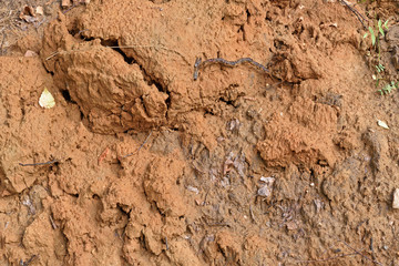 Natural background. A fragment of the surface of the clay wall of the ravine close-up.