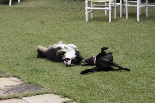 Dois c&atilde;es brincando na grama, border collie e vira latas no gramado