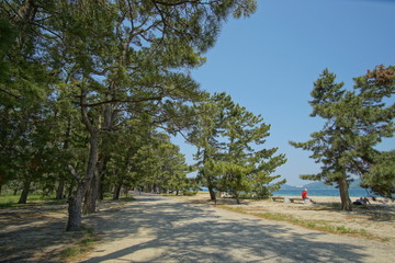 Avenue of pines of Amanohashidate in Kyoto, Japan