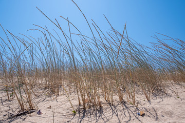 Medium Shot Landscape Of Grass On The Dunes Sand On The Beach , Beachgrass With Blue Sky Background