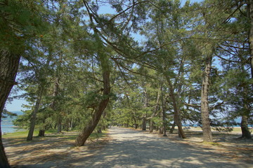 Avenue of pines of Amanohashidate in Kyoto, Japan