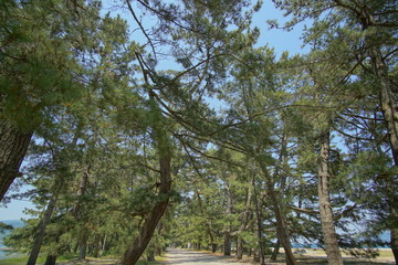Amanohashidate nature scenic view at spring and summer in Kyoto, Japan