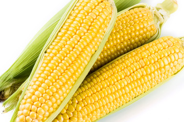 Close-up of fresh sweet corn with bright background.