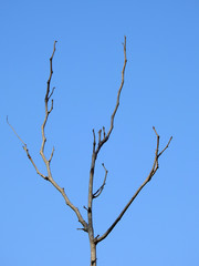 dry branch of dead tree with blue sky background