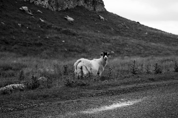 Obraz premium sheep in the mountains