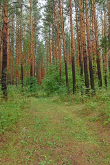 Pine and birch trees grow on the sides of the forest road