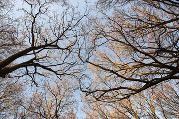 Fototapeta na wymiar Looking directly up at bare winter trees