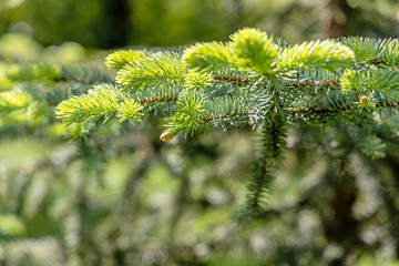 Branch of fir tree is on a green background for Christmas decoration