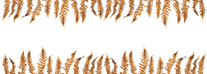 Autumn Background With Dry Fern - 371197184