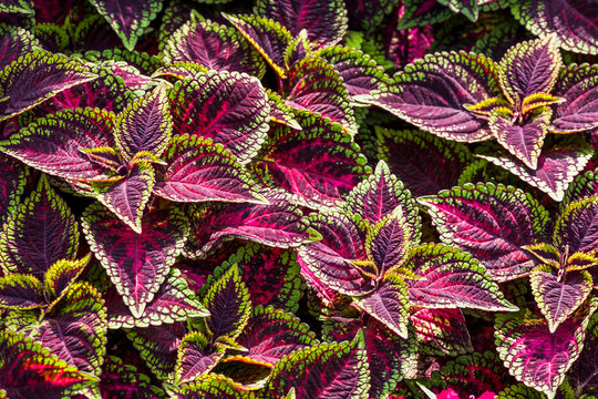 Close-up of Coleus leaves as a background (Painted nettle, Flame nettle)