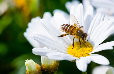 Close-up cosmos flowers with the bee in the outdoor garden.