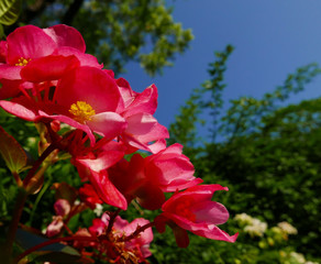 allegri e colorati fiori di begonia fioriti in estate