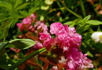 allegri e colorati fiori di begonia fioriti in estate