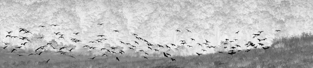 Maremma landscape, Tuscany. White herons in flight. Negative photo.