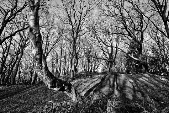 Bare autumn woodland trees monochrome image