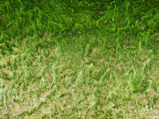 green Ulva (Enteromorpha) intestinalis cover on the concrete staircase of the breakwater