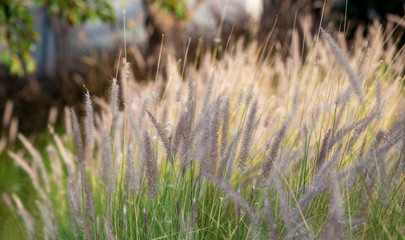 grass in the wind