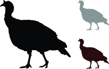 vector illustration of a turkey