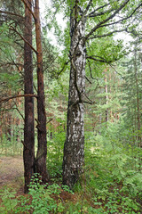 Obraz premium In the summer forest two pines and a birch grow very close together as a family