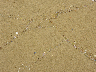 sandy beach with scrap of shells at low tide