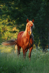 A vertical shot of a beautiful brownish horse standing on the grass during a beautiful sunset in Estonian countryside, Northern Europe. 