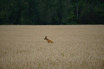 A roe deer with antlers in a rut looks and jump out of a  cereal field during summer