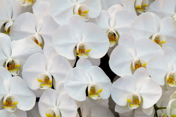 Fototapeta na wymiar Close-up of moth orchid flowers with black background