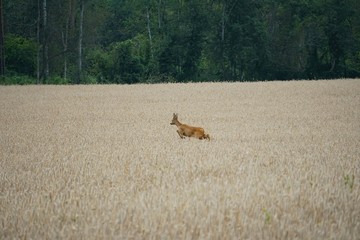 A roe deer with antlers in a rut looks and jump out of a  cereal field during summer