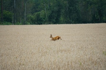 A roe deer with antlers in a rut looks and jump out of a  cereal field during summer