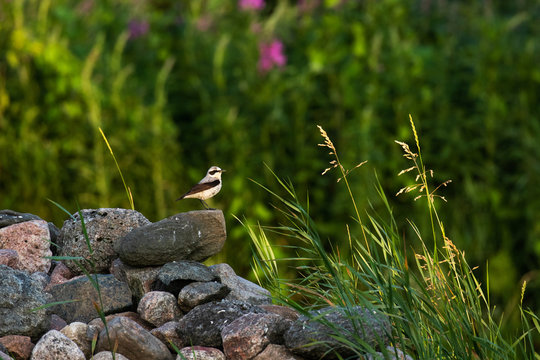 European songbird Northern wheatear, Oenanthe oenanthe standing on a pile of rocks in Estonian garden. 