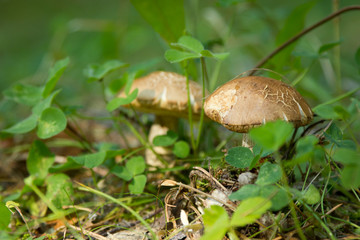 edible mushroom in green grass