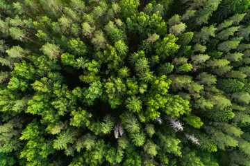 Aerial view of lush and green summery boreal forest of Estonia, Northern Europe. 