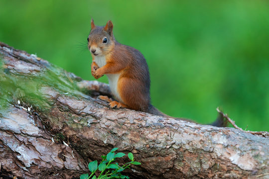 Red squirrel on a tree trunk