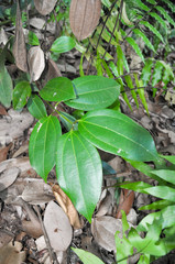 Green tropical leaves of Cinnamon