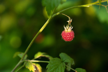 Organic Wild Rasberry, Rubus idaeus juicy ripe fruit in summery Estonian forest. 