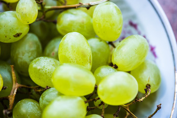 Organic green grapes on a branch close-up