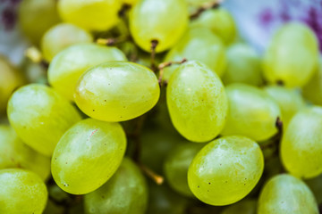 Organic green grapes on a branch close-up