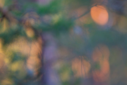 Forest In Soft Light And Blur