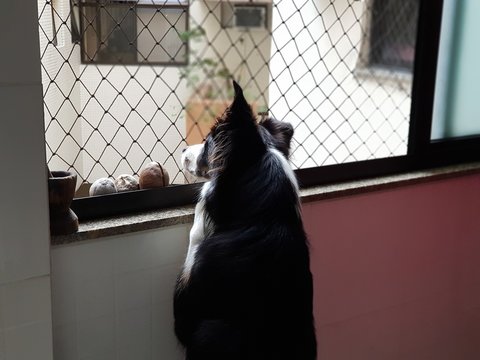 Border collie, cachorro curioso olhando a vizinhan&ccedil;a