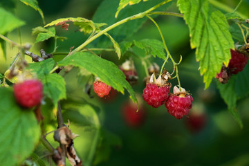 Organic Wild Rasberry, Rubus idaeus juicy ripe fruit in summery Estonian forest. 