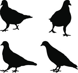 set of pigeons