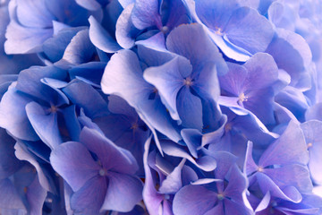 Blue Hydrangea background. Hortensia flowers surface. Close up photo.