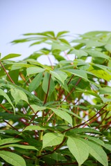 fresh green cassava leaves in nature garden