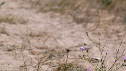 Closeup of wild flowers in the dunes sand with blurry background