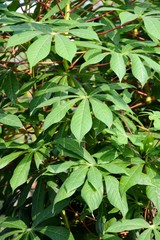fresh green cassava leaves in nature garden
