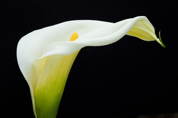 A white calla lily flowers In front of the black background 