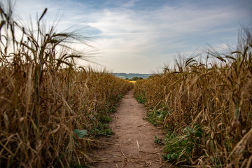 A Path Through a Barley Field