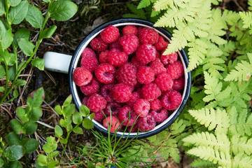 Wild and freshly picked delicious Rasberry, Rubus idaeus fruit in a white metal cup in Estonian...